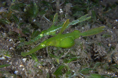 Ghost pipefish disguised a seaweed, here the femaile is pregnant fish,vertebrates,water,underwater,aquatic,marine,marine life,sea,sea life,ocean,oceans,profile,r,sea creature,camouflage,green,leafy,disguise,crypsis,pair,duo,pipefish,couple,pregnant,eggs,brood,clutc