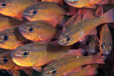 A school of cardinalfish fish,vertebrates,water,underwater,aquatic,marine,marine life,sea,sea life,ocean,oceans,sea creature,shoal,school,group,eyes,bronze