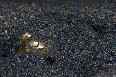 Stingray hiding in the sand sting ray,ray,rays,sharks and rays,elasmobranch,elasmobranchs,elasmobranchii,predator,marine,marine life,sea,sea life,ocean,oceans,water,underwater,aquatic,sea creature,eyes,sand,benthic,sea floor,bur