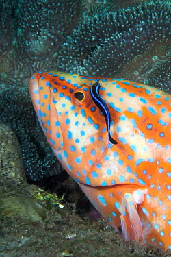 A small coral hind grouper being cleaned from parasites by a wrasse fish,vertebrates,water,underwater,aquatic,marine,marine life,sea,sea life,ocean,oceans,sea creature,close up,macro,eye,eyes,face,wrasse,cleaner wrasse,cleaner fish,bluestreak cleaner wrasse,Labroides