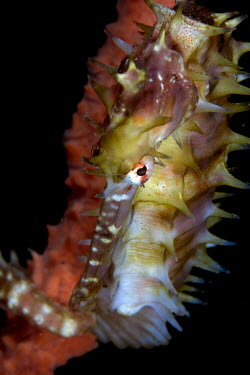 Spiny seahorse clinging to a sponge sea horse,seahorse,sea-horse,sea horses,seahorses,sea-horses,marine,marine life,sea,sea life,ocean,oceans,water,underwater,aquatic,sea creature,macro,close up,profile,spiny,thorny,Spiny seahorse,Hippo