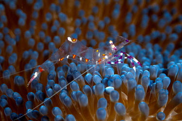 Holthuis' shrimp, live in small groups among anemones Holthuis' shrimp,crustacean,crustaceans,exoskeleton,reef,reef life,Animalia,Arthropoda,Crustacea,marine,marine life,sea,sea life,ocean,oceans,water,underwater,aquatic,invertebrate,invertebrates,marine