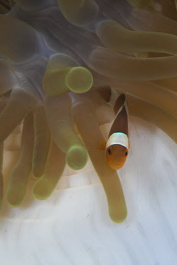 A common clownfish in its anemone home anemonefish,anemone fish,clown fish,fish,vertebrates,water,underwater,aquatic,marine,marine life,sea,sea life,ocean,oceans,sea creature,Animalia,Cnidaria,Anthozoa,Hexacorallia,Actiniaria,sea anemone,a