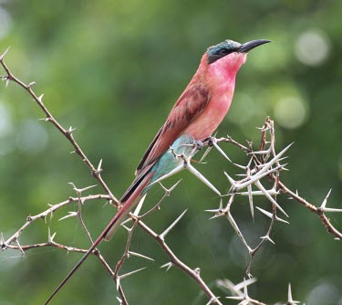 Carmine bee-eater,  displaying it's pink plumage bird,birds,wings,feathers,bill,plumage,pink,colourful,blue,thorns,thornbush,green background,shallow focus,close up,pretty,bee eater,bee-eater,Africa,Southern carmine bee-eater,Merops nubicoides,Chord