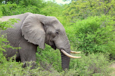 African elephant passing through forest mastodon,mastodons,mammoth,mammoths,elephant,elephants,trunk,trunks,herbivores,herbivore,vertebrate,mammal,mammals,terrestrial,Africa,African,savanna,savannah,safari,green background,forest,ear,ears,t