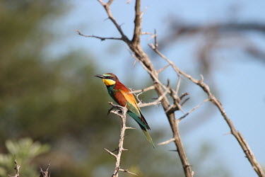 European bee-eater perched in the thorns bird,birds,wings,feathers,bill,plumage,perch,perched,perching,sitting,thorns,thornbush,colourful,colour,bee-eater,bee eater,shallow focus,European bee-eater,Merops apiaster,Chordates,Chordata,Coraciif