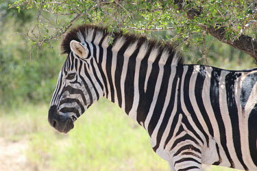 Plains zebra in shade under a tree striped,stripes,herbivores,herbivore,vertebrate,mammal,mammals,terrestrial,Africa,African,savanna,savannah,safari,zebra,wild horse,horse,equid,equine,green background,Plains zebra,Equus quagga,Chordat