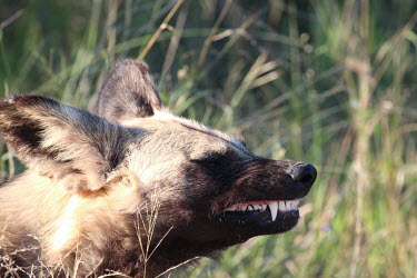 An African wild dog snarling as a sign of warning carnivore,vertebrate,mammal,mammals,terrestrial,Africa,African,savanna,savannah,safari,wild dog,hunting dog,African dog,African hunting dog,canine,canis,face,teeth,jaw,canines,snarl,angry,defence,warn