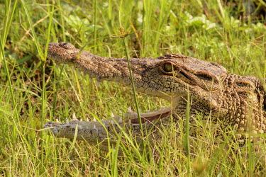 A Nile crocodile amongst the grass, teeth displayed Animalia,Chordata,Reptilia,Crocodylia,Alligatoridae,Crocodilian,reptile,reptiles,scales,scaly,cold blooded,Nile,grass,wetland,marsh,jaw,teeth,mouth,eyes,green background,Nile crocodile,Crocodylus nilo
