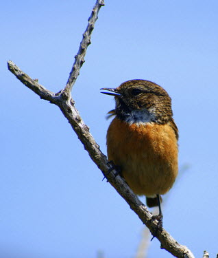 Common stonechat perched on a branch bird,birds,perch,perched,cute,small,breasted,branch,shallow focus,Common stonechat,Saxicola torquatus,Aves,Birds,Old World Flycatchers,Muscicapidae,Perching Birds,Passeriformes,Chordates,Chordata,Eura