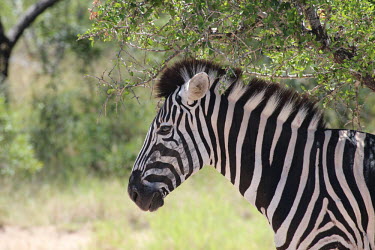 Plains zebra in shade under a tree striped,stripes,herbivores,herbivore,vertebrate,mammal,mammals,terrestrial,Africa,African,savanna,savannah,safari,zebra,wild horse,horse,equid,equine,green background,Plains zebra,Equus quagga,Chordat