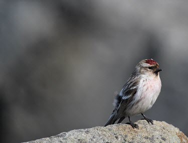 A common redpoll with blood red cap bird,birds,perch,perched,cute,small,breasted,negative space,close up,shallow focus,grey,red,scarlet,cap,Common redpoll,Carduelis flammea,Chordates,Chordata,Perching Birds,Passeriformes,Aves,Birds,Gros