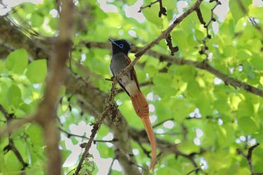 African paradise flycatcher perched in a tree African paradise-flycatcher,African paradise flycatcher,paradise flycatcher,Animalia,Chordata,Aves,Passeriformes,Monarchidae,Terpsiphone viridis,perch,perched,perching,sitting,display,feathers,plumage