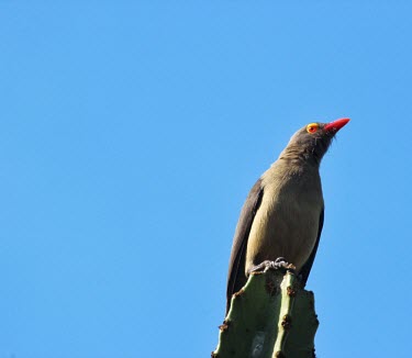 Red-billed oxpecker Red-billed oxpecker,Animalia,Chordata,Aves,Passeriformes,Buphagidae,Buphagus erythrorynchus,bird,birds,perch,perched,blue,sky,negative space,bill