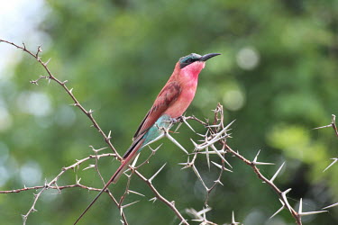 Southern carmine bee-eater bird,birds,wings,feathers,bill,plumage,perch,perched,perching,sitting,thorns,thornbush,colourful,colour,bee-eater,bee eater,shallow focus,Southern carmine bee-eater,Merops nubicoides,Chordates,Chordat