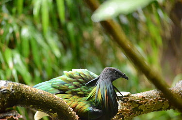 A Nicobar pigeon with ruffled feathers being rained on sat in a tree pigeon,pigeons,bird,birds,birdlife,avian,aves,plumage,green,emerald,shallow focus,negative space,rainforest,forest,forests,rain,rainy,shelter,weather,perch,perched,perching,sitting,tropics,tropic,trop
