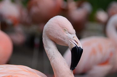 Face of a Chilean flamingo flamingo,flamingos,pink,feathers,feather,bird,birds,birdlife,avian,aves,plumage,colour,colours,peach,bill,face,shallow focus,close up,negative space,Chile,South America,Americas,wader,waders,wading bi