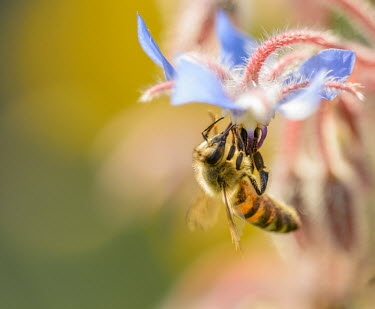 Honey bee gathering pollen from a flower Animalia,Arthropoda,Insecta,Hymenoptera,Apidae,Bombus,honeybee,bee,bees,insect,insects,invertebrate,invertebrates,nectar,flower,flowers,pollen,pollinator,striped,stripy,shallow focus,macro,close up,ey