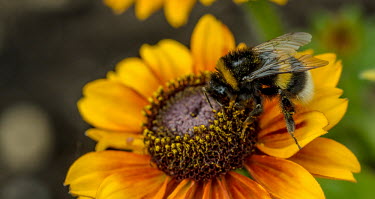 Bumble bee gathering pollen from a flower, calendula spp. bumblebee,bee,bees,bumblebees,insect,insects,invertebrate,invertebrates,nectar,flower,flowers,pollen,pollinator,striped,stripy,buff tailed bumblebee,yellow,macro,close up,Calendula,pollination,Buff-ta