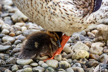 Mallard chick asleep on parent's foot waterfowl,duck,ducks,wetland,pebble,pebbles,chick,chicks,baby,young,juvenile,child,mother,parent,parenting,hug,snuggle,cosy,sleep,asleep,sleeping,resting,spring,mallard,female,bird,birds,British speci