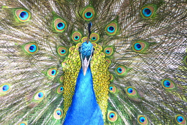 Close up of a peacock, tail feathers on display face,close up,portrait,bird,birds,eyes,plumage,colourful,colour,blue,green,pattern,patterned,peacock,male,attractive,feather,feathers,tail,display,Indian peafowl,Pavo cristatus,Birds,Chordates,Chordat