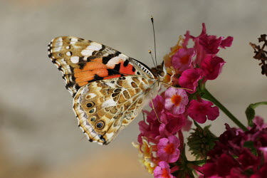 A painted lady butterfly feeding on a flower butterfly,butterflies,insect,insects,invertebrate,invertebrates,antenna,antennae,macro,close up,shallow focus,pattern,delicate,eyelet,flower,flowers,pollen,pollinator,pollination,feeding,colour,colour