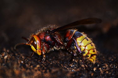 Close up of a queen hornet insect,insects,invertebrate,invertebrates,wasp,hornet,hornets,eyes,macro,close up,shallow focus,yellow,red,abdomen,Hornet,Vespa crabro,Insects,Vespidae,Yellowjackets, Hornets, Paper Wasps, Potter Wasp