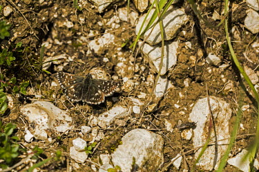 A grizzled skipper butterfly on the ground Animalia,Arthropoda,Insecta,Lepidoptera,Hesperiidae,Pyrgus,P. malvae,butterfly,butterflies,insect,insects,invertebrate,invertebrates,antenna,antennae,Grizzled skipper,macro,close up,shallow focus,Pyrg