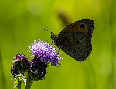 A meadow brown butterfly feeding on a thistle butterfly,butterflies,insect,insects,invertebrate,invertebrates,antenna,antennae,macro,close up,shallow focus,flower,thistle,green background,Meadow brown,Maniola jurtina,Insects,Nymphalidae,Brush-Foo