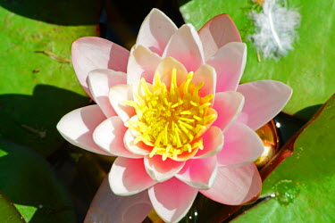A water lily flower water lily,lily,lotus,flower,flowers,petal,petals,stamen,pond,lake,ponds and lakes,water,aquatic,plant,plants,Plantae,Nymphaeales,Nymphaeaceae,lilies,pink,Plants