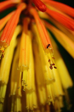 Close up of a kniphofia flower Kniphofia,tritoma,red hot poker,torch lily,knoffler,Plantae,Angiosperms,Monocots,Asparagales,Asphodelaceae,Asphodeloideae,plant,plants,flower,flowers,red,orange,yellow,colour,colourful,ant,macro,close