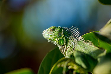 Green iguana lizard,lizards,reptile,reptiles,scales,scaly,reptilia,terrestrial,cold blooded,close up,profile,face,shallow focus,portrait,green,colourful,colour,spiny,spines,negative space,A green iguana camouflage