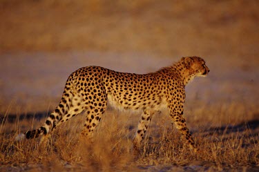 A cheetah roaming the savanna cheetah,cheetahs,cat,cats,feline,felidae,predator,carnivore,big cat,big cats,vertebrate,mammal,mammals,terrestrial,Africa,African,savanna,savannah,safari,profile,spots,spotted,spotty,pattern,patterned