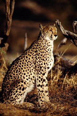 A cheetah sat upright on watch cheetah,cheetahs,cat,cats,feline,felidae,predator,carnivore,big cat,big cats,vertebrate,mammal,mammals,terrestrial,Africa,African,savanna,savannah,safari,spots,spotted,spotty,pattern,patterned,Acinony