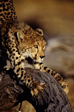 A cheetah sharpening its claws on bark cheetah,cheetahs,cat,cats,feline,felidae,predator,carnivore,big cat,big cats,vertebrate,mammal,mammals,terrestrial,Africa,African,savanna,savannah,safari,spots,spotted,spotty,pattern,patterned,tree,sc