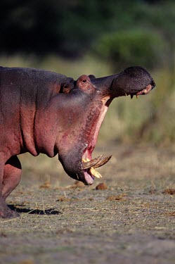 Hippopotamus displaying teeth with jaw wide open hippo,hippos,herbivores,herbivore,vertebrate,mammal,mammals,terrestrial,Africa,African,savanna,savannah,safari,semi-aquatic,amphibious mammal,amphibious,teeth,jaws,mouth,warning,Hippopotamus,Hippopota