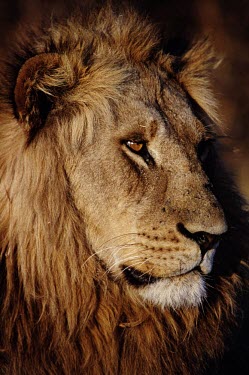 Portrait of a male lion cat,cats,feline,felidae,predator,carnivore,big cat,big cats,lions,apex,vertebrate,mammal,mammals,terrestrial,Africa,African,savanna,savannah,safari,face,portrait,mane,male,Lion,Panthera leo,African li