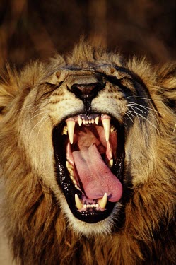 Portrait of a male lion yawning cat,cats,feline,felidae,predator,carnivore,big cat,big cats,lions,apex,vertebrate,mammal,mammals,terrestrial,Africa,African,savanna,savannah,safari,face,portrait,mane,male,jaw,mouth,teeth,tongue,roar,
