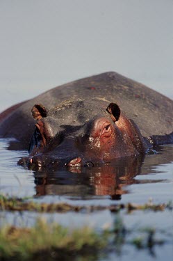A semi-submerged hippopotamus hippo,hippos,herbivores,herbivore,vertebrate,mammal,mammals,terrestrial,Africa,African,savanna,savannah,safari,semi-aquatic,amphibious mammal,amphibious,submerged,eyes,water,lake,waterhole,ponds and l