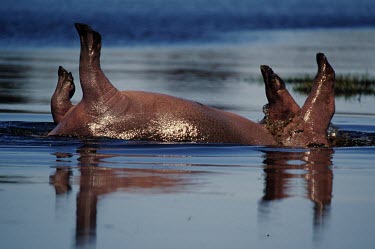 A hippopotamus enjoying a splash around hippo,hippos,herbivores,herbivore,vertebrate,mammal,mammals,terrestrial,Africa,African,savanna,savannah,safari,semi-aquatic,amphibious mammal,amphibious,submerged,eyes,water,lake,waterhole,ponds and l