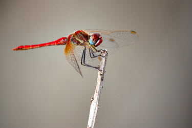 A red-veined darter resting on a dried twig dragonfly,dragonflies,insect,insects,invertebrate,invertebrates,Animalia,Arthropoda,Insecta,Odonata,Libellulidae,Sympetrum fonscolombii,red,colour,macro,close up,shallow focus,eyes,Red-veined darter,d