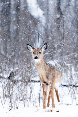 A mule deer in the snow Animalia,Chordata,Mammalia,Cetartiodactyla,Cervidae,Odocoileus hemionus,mule deer,herbivores,herbivore,vertebrate,mammal,mammals,terrestrial,ungulate,deer,deers,ruminant,snow,winter,cold,atmosphere,No
