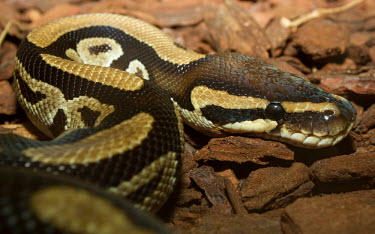 Ball python profile snake,snakes,pythons,python,ball pythons,royal python,Pythonidae,Squamata,Reptilia,reptiles,reptile,Ball python,Python regius