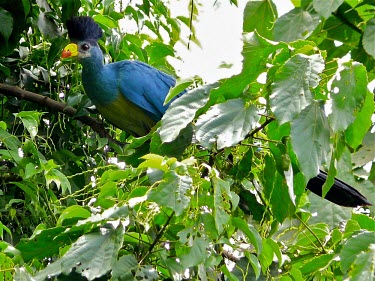 Great blue turaco perched in tree bird,birds,birdlife,colour,colourful,color,colorful,blue,green,crest,perching,perched,in tree,Great blue turaco,Corythaeola cristata
