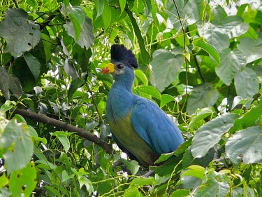 Great blue turaco perched in tree bird,birds,birdlife,colour,colourful,color,colorful,blue,green,crest,perching,perched,in tree,Great blue turaco,Corythaeola cristata