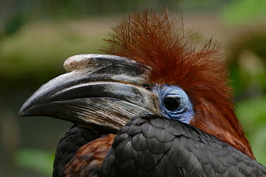 Black-casqued hornbill close-up bird,birds,birdlife,head,face,close-up,hornbills,hornbill,bill,bills,Black-casqued hornbill,Ceratogymna atrata