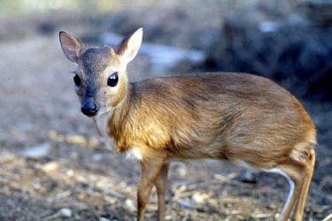 Female royal antelope antelope,antelopes,female antelope,Bovidae,bovid,Cetartiodactyla,small,ungulates,ungulate,Royal antelope,Neotragus pygmaeus