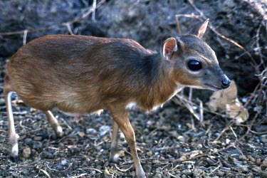 Female royal antelope antelope,antelopes,female antelope,Bovidae,bovid,Cetartiodactyla,small,ungulates,ungulate,Royal antelope,Neotragus pygmaeus