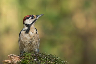 Great spotted woodpecker perching on a stump woodpecker,bird,birds,shallow focus,close up,negative space,woodland,woods,tree,forest,looking at camera,Great spotted woodpecker,Dendrocopos major,Great-spotted woodpecker,Chordates,Chordata,Picidae,