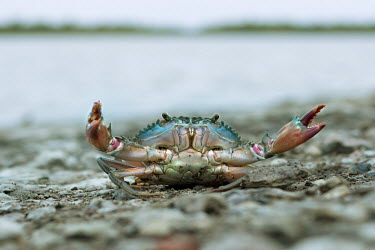 Giant mud crab crabs,crab,crustacean,crustaceans,crab claw,crab claws,claws,arthropod,arthropods,decapods,decapod,Portunidae,Giant mud crab,Scylla serrata
